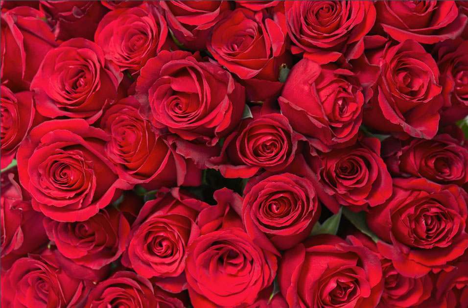 Čestitka povodom Međunarodnog dana žena